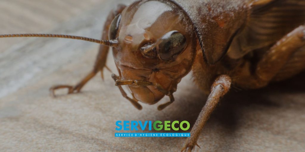 Traitement des blattes